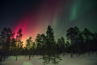 The trees and the aurora
